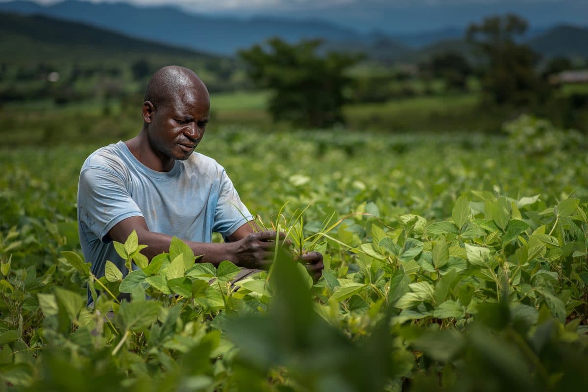 Didi field agent inspecting crops in a farmer's field